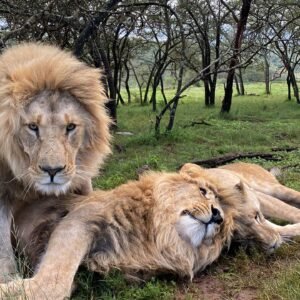 تطوع مع الاسود 🦁