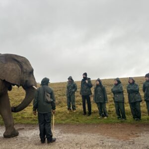 Volunteer with Elephants 🐘