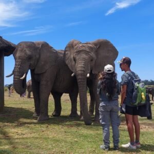 Solo Volunteering with Elephants 🐘