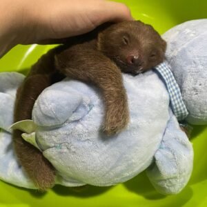 Wildlife Sanctuary 👩🏻⚕️