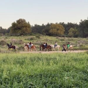 مساحة بريّة - خيل وطبيعة 🐎